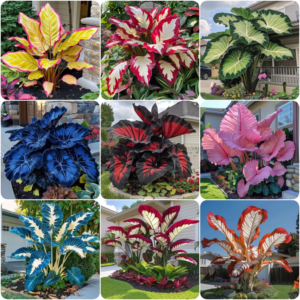 Bulbos Gigantes de Alocasia 🍃 Transforme seu espaço com uma majestade tropical (Somente HOJE!)🔥