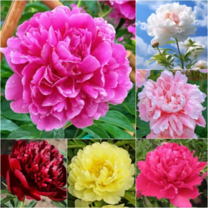 🌺A Rainha das Flores — Peônia de Pétalas Duplas (Somente HOJE!)🔥