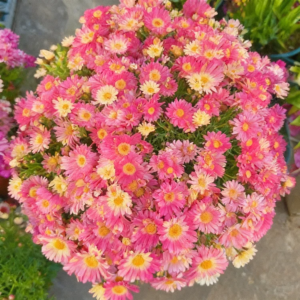 🌼 Sementes de Margarida (Somente HOJE!)🔥